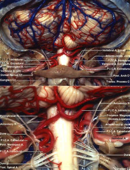 pica dura|Microsurgical anatomy of the extracranial .